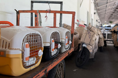 Foto Pengiriman Hewan Peliharaan KAI Logistik Tembus 74.637 Ekor – Pengiriman Hewan Peliharaan KAI Logistik Tembus 74.637 Ekor pada Semester I 2025 | Bisnis | inews.network