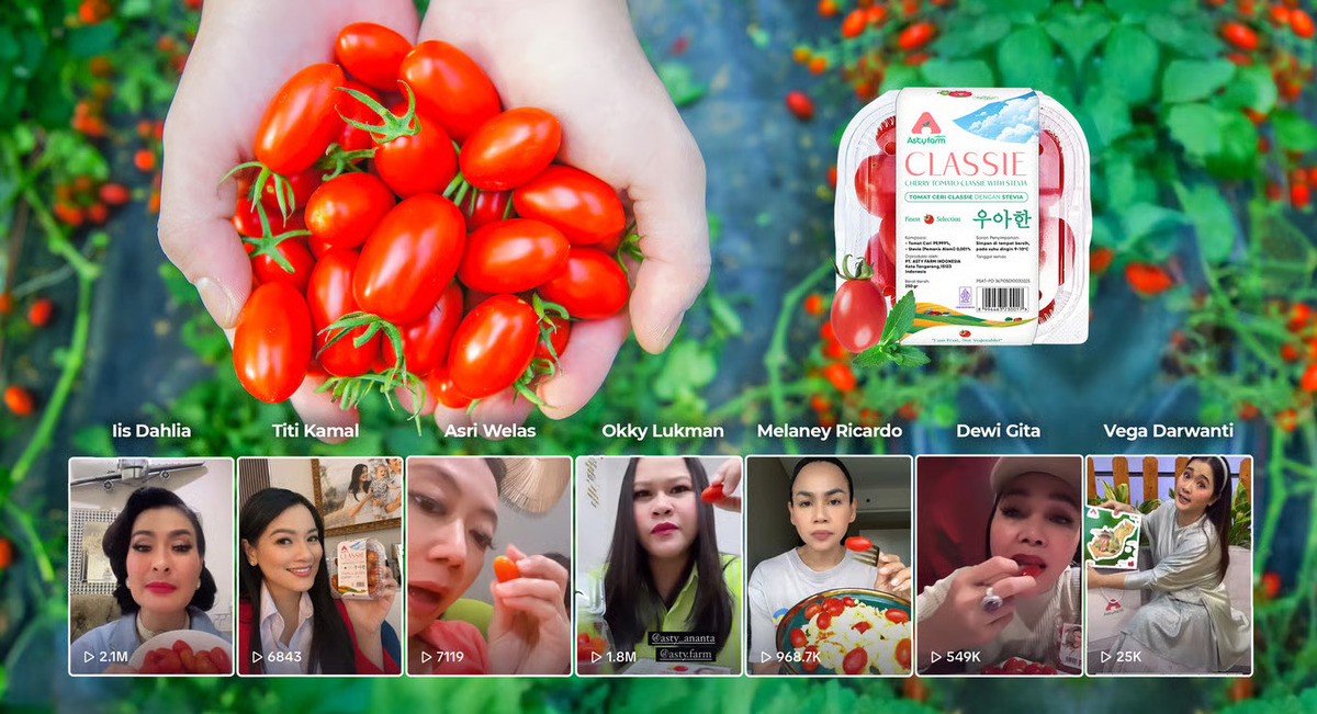 Foto Cherry Tomato Stevia Astyfarm – Cherry Tomato Stevia Astyfarm, Tomat Premium yang Bikin Artis Indonesia Jatuh Cinta | Bisnis | inews.network
