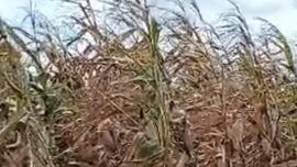 Foto HGU PT BULS di Sidrap Tuai Gejolak Warga Kampung Wala Pertanyakan Sertifikat yang Terbit Mendadak – HGU PT BULS di Sidrap Tuai Gejolak, Warga Kampung Wala Pertanyakan Sertifikat yang Terbit Mendadak | Headline | inews.network