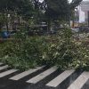 Pemkot Semarang bergerak cepat tangani pohon tumbang akibat cuaca ekstrem di berbagai titik, prioritaskan akses jalan dan keselamatan warga.