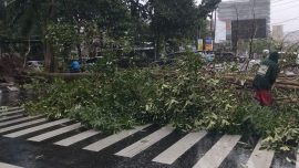 Pemkot Semarang bergerak cepat tangani pohon tumbang akibat cuaca ekstrem di berbagai titik, prioritaskan akses jalan dan keselamatan warga.